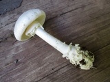 Amanita subcokeri image