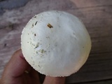 Amanita subcokeri image