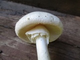 Amanita subcokeri image