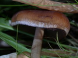 Psathyrella piluliformis image