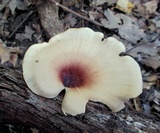 Royoporus badius image