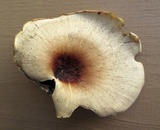 Royoporus badius image
