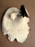 Royoporus badius image