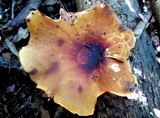 Royoporus badius image