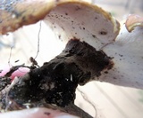 Royoporus badius image