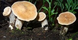 Bondarzewia berkeleyi image