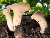 Bondarzewia berkeleyi image
