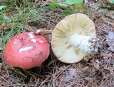 Russula paludosa image