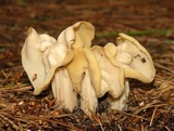 Helvella crispa image