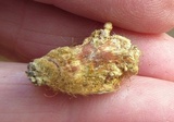 Stereum gausapatum image