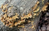 Stereum gausapatum image