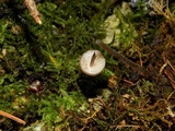 Mycena purpureofusca image
