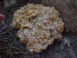 Peziza proteana f. proteana image