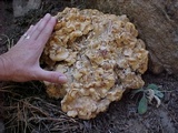 Peziza proteana f. proteana image