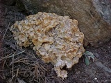 Peziza proteana f. proteana image