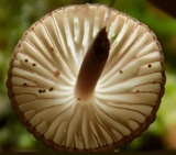 Mycena purpureofusca image