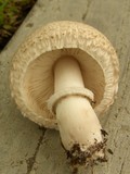Leucoagaricus barssii image