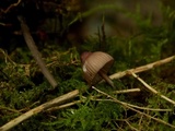 Mycena purpureofusca image