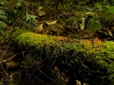 Calocera furcata image