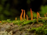 Calocera furcata image