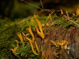 Calocera furcata image