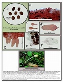 Parasola leiocephala image