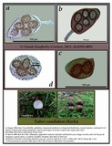 Tuber candidum image