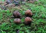 Tuber candidum image