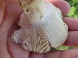 Russula parvovirescens image