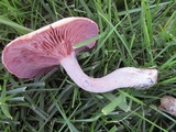 Laccaria ochropurpurea image