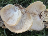 Lentinellus ursinus image