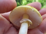 Amanita flavorubescens image