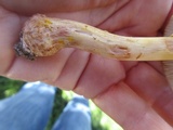 Amanita flavorubescens image