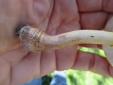 Amanita flavorubescens image