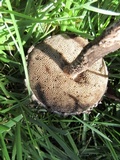 Strobilomyces confusus image
