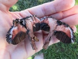 Strobilomyces confusus image