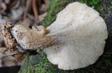Bondarzewia berkeleyi image