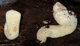 Bondarzewia berkeleyi image