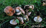 Hebeloma crustuliniforme image