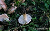 Hebeloma crustuliniforme image