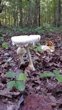 Amanita rhopalopus image