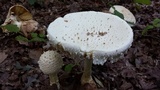 Amanita rhopalopus image