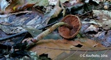 Cortinarius flexipes image