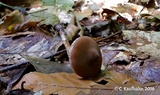 Cortinarius flexipes image