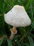 Leucocoprinus cepistipes image