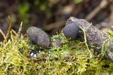 Xylaria cubensis image