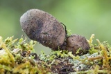 Xylaria cubensis image