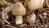 Agrocybe rivulosa image