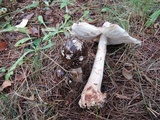 Amanita brunnescens image