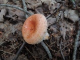 Lactarius torminosus image